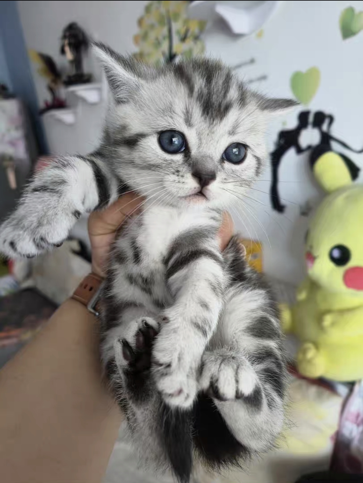 虎斑猫 花纹很正 很清晰 包子脸 虎头虎脑的，很可爱 公母都有